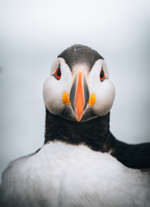 Fotografía de Nicolás Sánchez.